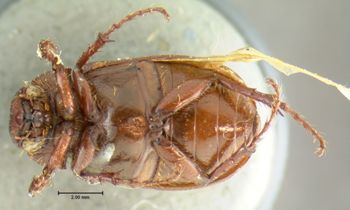 Media type: image;   Entomology 3251 Aspect: habitus ventral view